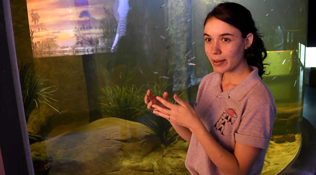 Água escura garante bem-estar e melhor adaptação de espécies amazônicas no Bioparque Pantanal Água escura garante bem-estar e melhor adaptação de espécies amazônicas no Bioparque Pantanal