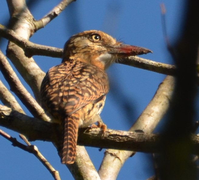 Com espécies raras, observação de aves em MS ganha destaque e espaço mundial