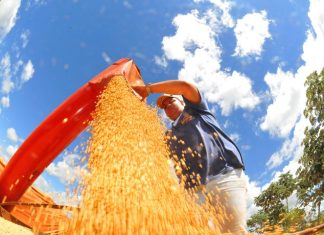 Valor Bruto da Produção Agropecuária de Mato Grosso do Sul cresce 23,6% e atinge R$ 76,3 bilhões Home