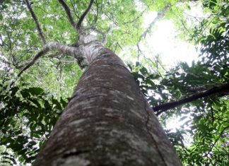 Habilitado para captar recursos de REDD+, MS vai estruturar mercado de carbono a partir de 2026 Home