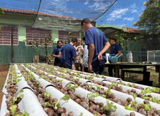 Do ar para a terra: escola estadual de MS transforma água de ar-condicionado em alfaces sustentáveis Home