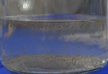 Boletim Epidemiológico: MS registra 8.319 casos confirmados de dengue Category Template - London News PRO