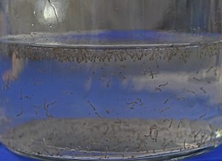 Boletim Epidemiológico: MS registra 8.319 casos confirmados de dengue Home