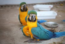 Governo de MS inaugura centro de triagem de animais silvestres em Três Lagoas Category Template - London News PRO