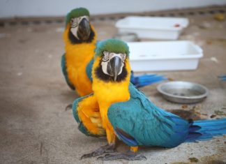 Governo de MS inaugura centro de triagem de animais silvestres em Três Lagoas Home