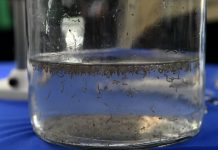 Boletim Epidemiológico: MS registra 14 casos confirmados de dengue Category Template - London News PRO