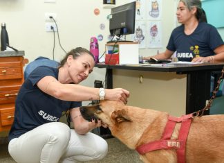 Agenda de castração reabre na próxima semana Home
