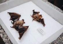 Sesau alerta população após caso de raiva em morcego Category Template - London News PRO