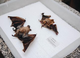 Sesau alerta população após caso de raiva em morcego Home