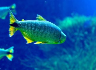 Ações de conservação do Bioparque Pantanal fortalecem a preservação da maior planície alagada do mundo Home