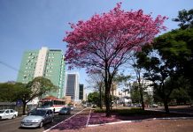 COP15 projeta Campo Grande como hub de turismo e sustentabilidade Category Template - London News PRO
