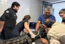 De biometria a ultrassom, jacarés do Bioparque Pantanal passam por check-up completo Category Template - London News PRO