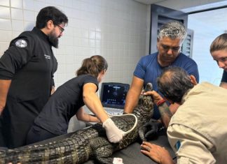 De biometria a ultrassom, jacarés do Bioparque Pantanal passam por check-up completo Home