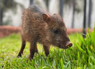 Conheça Flora, fêmea de cateto que não pode voltar à natureza e encontrou no Bioparque Pantanal um novo lar Home