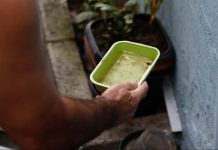 Entre a folia e o cuidado: SES alerta para prevenção contra a dengue e chikungunya no Carnaval Category Template - London News PRO