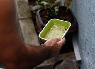 Entre a folia e o cuidado: SES alerta para prevenção contra a dengue e chikungunya no Carnaval Home