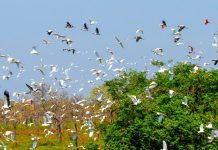 Evento internacional: Governo de MS mobiliza secretarias e vai contribuir com uma série de ações na COP15 Category Template - London News PRO