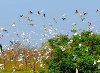 Evento internacional: Governo de MS mobiliza secretarias e vai contribuir com uma série de ações na COP15 Home