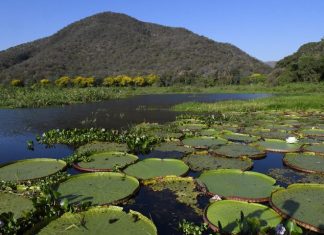 Mato Grosso do Sul é o único estado a implementar todos os instrumentos da governança climática Home