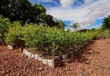 Campo Grande apresenta ações ambientais em painel da COP15 Category Template - London News PRO