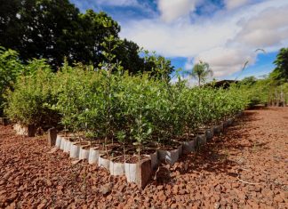 Campo Grande apresenta ações ambientais em painel da COP15 Home