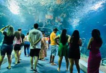 Bioparque Pantanal celebra quatro anos colocando Mato Grosso do Sul em destaque internacional Category Template - London News PRO