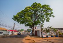 PrefCG promove roda de conversa sobre arborização na COP15 Category Template - London News PRO