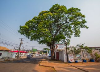PrefCG promove roda de conversa sobre arborização na COP15 Home