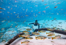 Turismo de MS reforça protagonismo e é destaque nacional em três diferentes prêmios em março Category Template - London News PRO