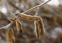 Festa do Pé de Soja Solteiro movimentou Laguna Carapã com tradição, tecnologia e safra em alta Category Template - London News PRO