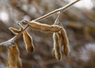 Festa do Pé de Soja Solteiro movimentou Laguna Carapã com tradição, tecnologia e safra em alta Home