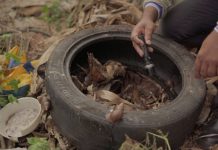 SES realiza força-tarefa com Defesa Civil para conter avanço da chikungunya em Dourados Category Template - London News PRO