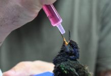 Três Lagoas: centro de animais silvestres recebe aves silvestres apreendidas e filhote de tamanduá resgatado Category Template - London News PRO