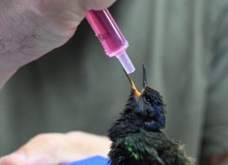 Três Lagoas: centro de animais silvestres recebe aves silvestres apreendidas e filhote de tamanduá resgatado Home