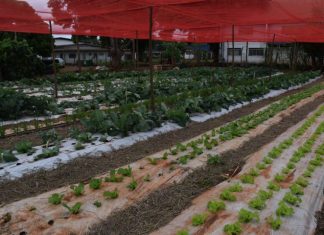 Tecnologia no campo avança além das máquinas e aproxima jovens da ciência em assentamento de MS Home