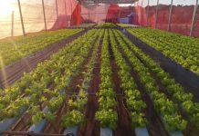 Agricultores de MS geram renda e perdem o medo da tecnologia com apoio da Fundect Category Template - London News PRO