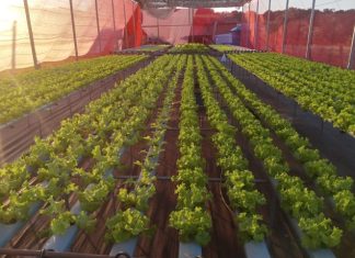 Agricultores de MS geram renda e perdem o medo da tecnologia com apoio da Fundect Home