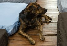 Campanha Cobertor Pet arrecada itens para animais Category Template - London News PRO