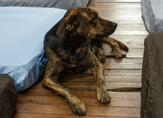 Campanha Cobertor Pet arrecada itens para animais Home
