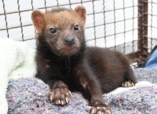 Filhote de cachorro-vinagre recebe cuidados no CRAS e representa um marco na conservação da espécie Home