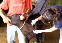 Iagro avisa: prazos para campanha de vacinação de bezerras contra brucelose continuam inalterados em MS Category Template - London News PRO