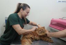 Consultório da Subea leva atendimento ao Jardim Carioca Category Template - London News PRO