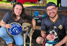 Adoção: Praça Bolívia sedia feira de cães neste domingo Category Template - London News PRO