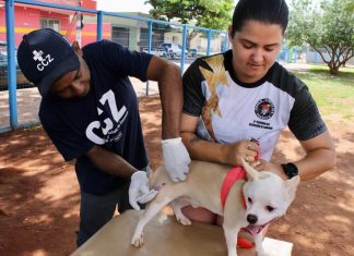Vacinação antirrábica vai percorrer 300 mil imóveis em Campo Grande Home