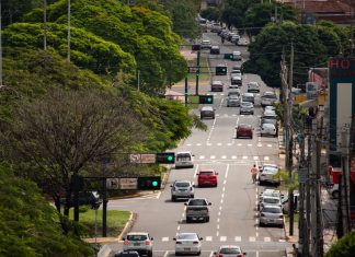 Dia da Árvore reforça importância da arborização na Capital Home