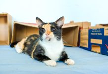 Subea oferece atendimento veterinário no Estrela Dalva III Category Template - London News PRO