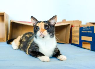 Subea oferece atendimento veterinário no Estrela Dalva III Home