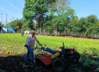 Horta urbana do FAC transforma produção em solidariedade Home