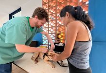 Atendimento veterinário gratuito chega ao Maria Pedrossian Category Template - London News PRO