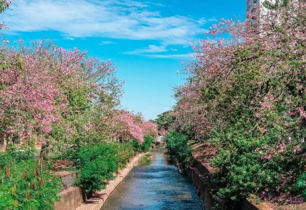 CAMPO-GRANDE-ARBORIZADA-CORREGO